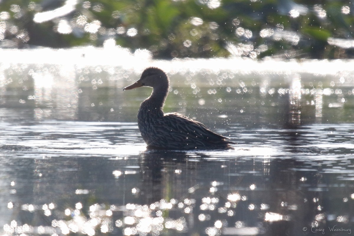 Mottled Duck (Florida) - ML137027831