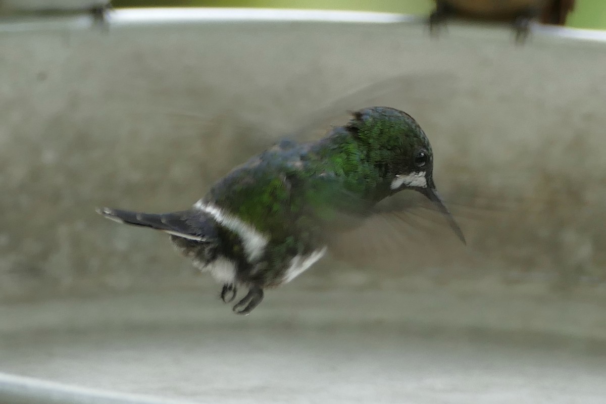 Green Thorntail - ML137028201