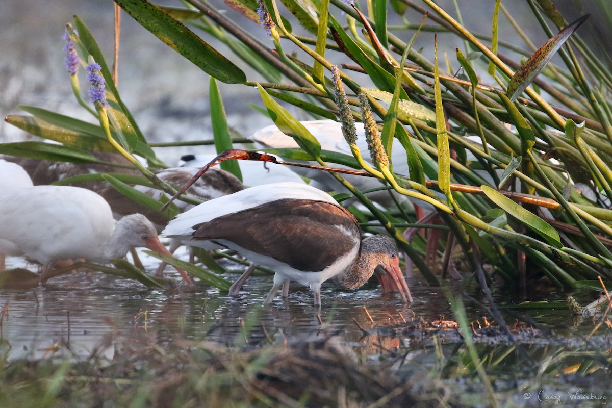 White Ibis - ML137028351