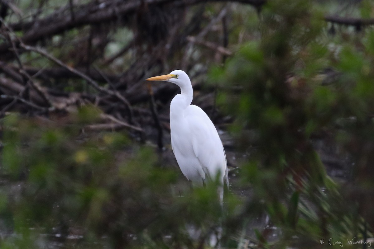 Great Egret - ML137028361