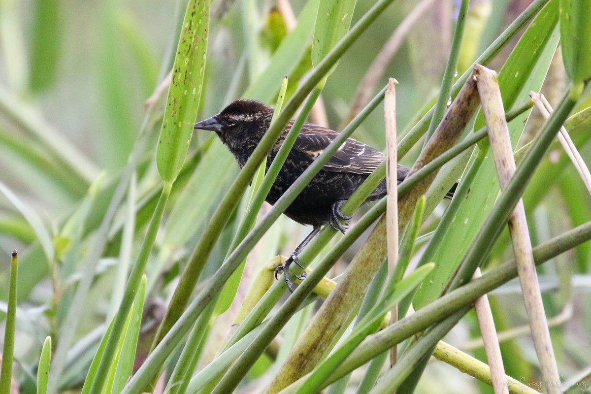 Red-winged Blackbird - ML137028451