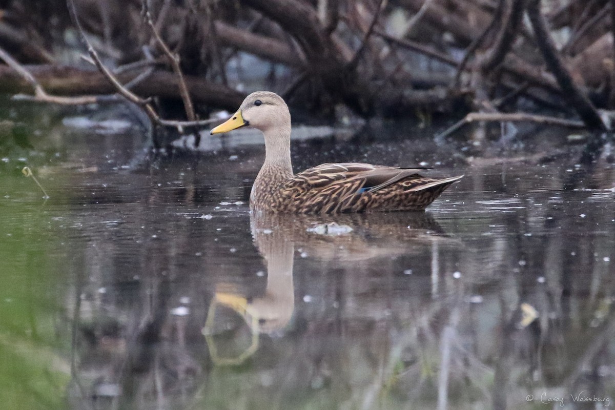 Mallard x Mottled Duck (hybrid) - ML137028571