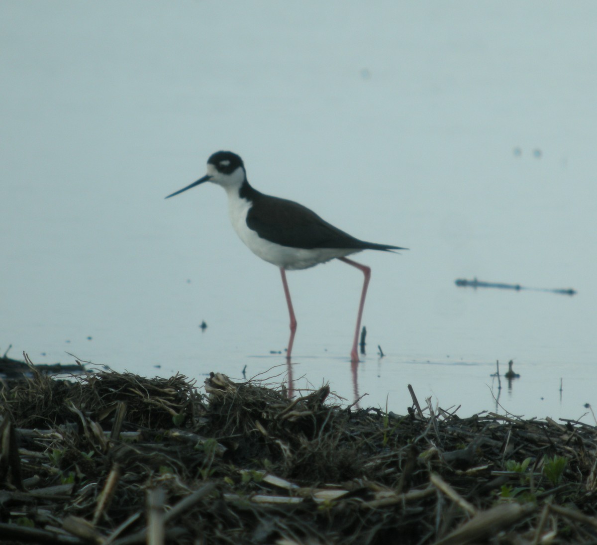 Black-necked Stilt - Jed Hertz