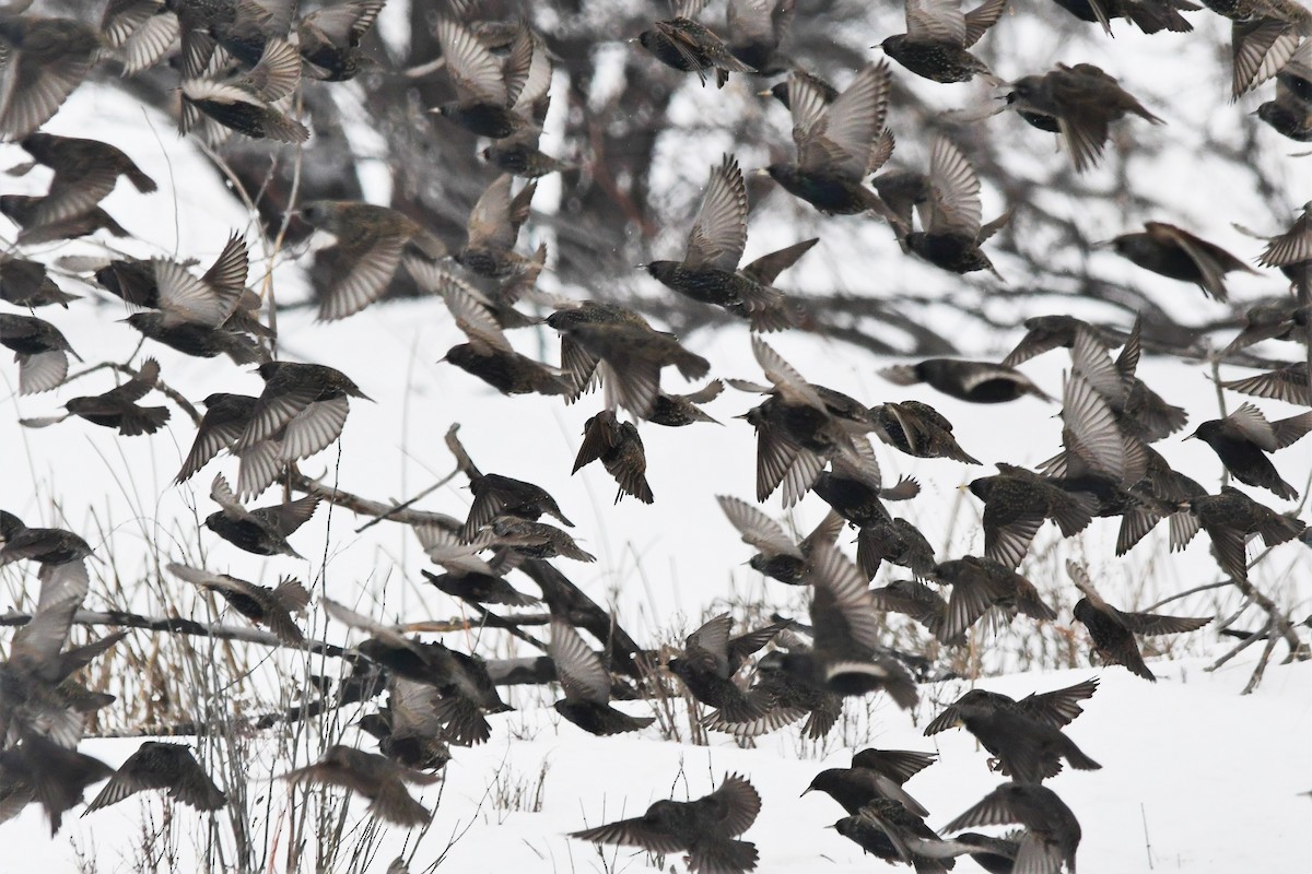 European Starling - Bill Schiess