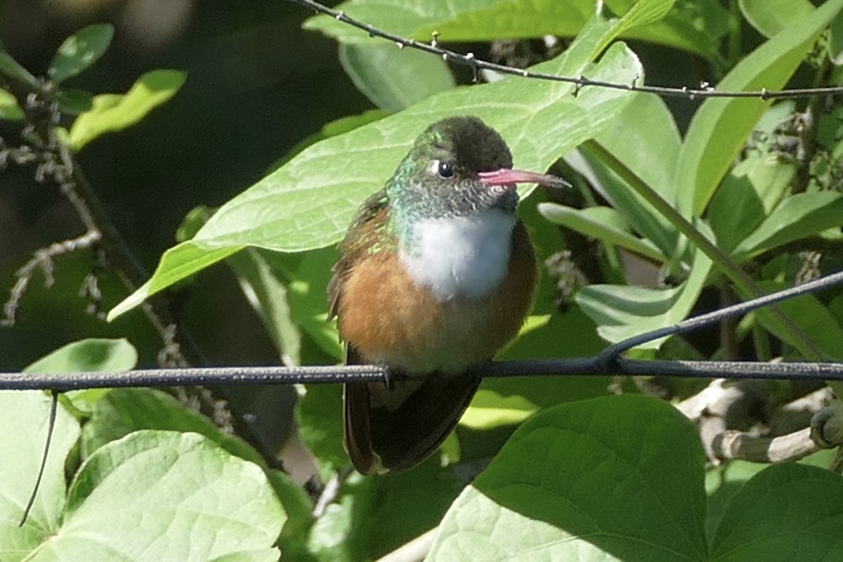 Amazilia Hummingbird - Peter Kaestner