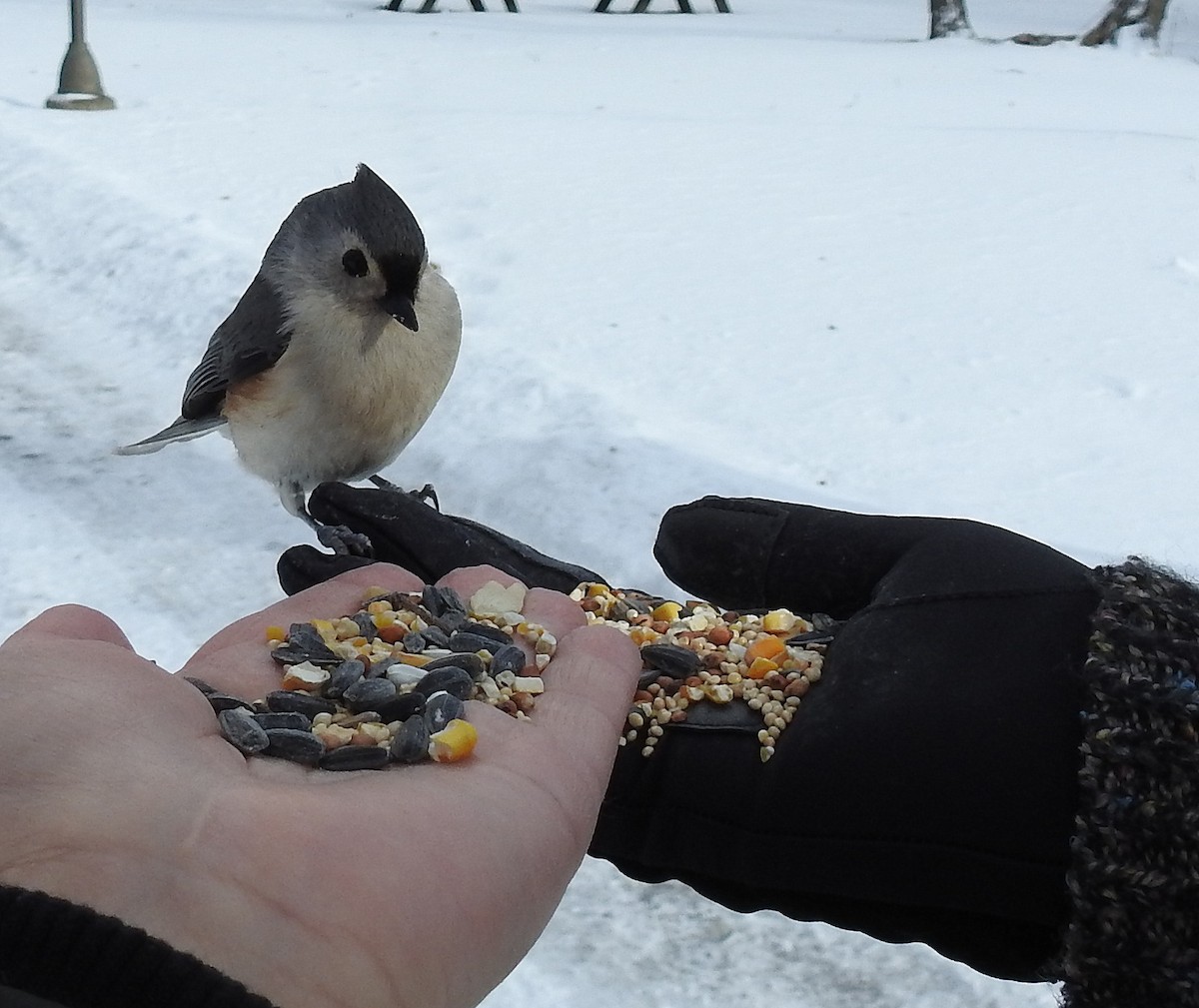 Tufted Titmouse - shelley seidman