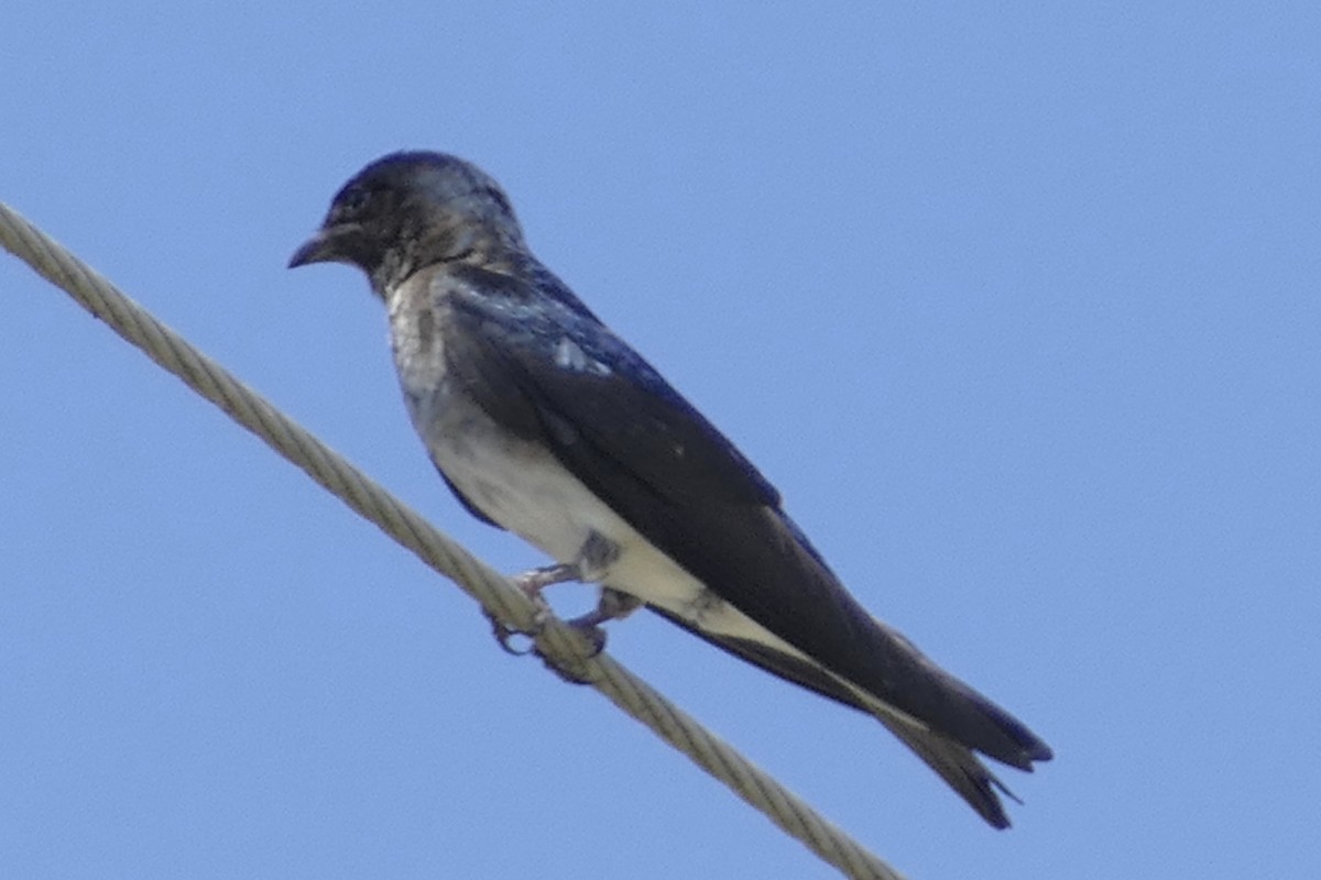 Gray-breasted Martin - ML137036241