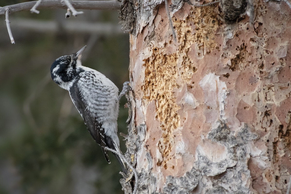 American Three-toed Woodpecker (Rocky Mts.) - Bryan Calk
