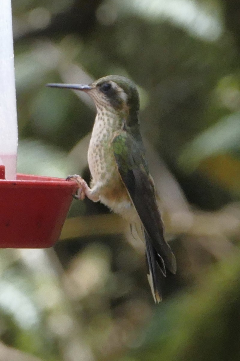 Speckled Hummingbird - ML137037661