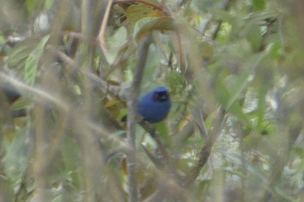 Masked Flowerpiercer - ML137039161