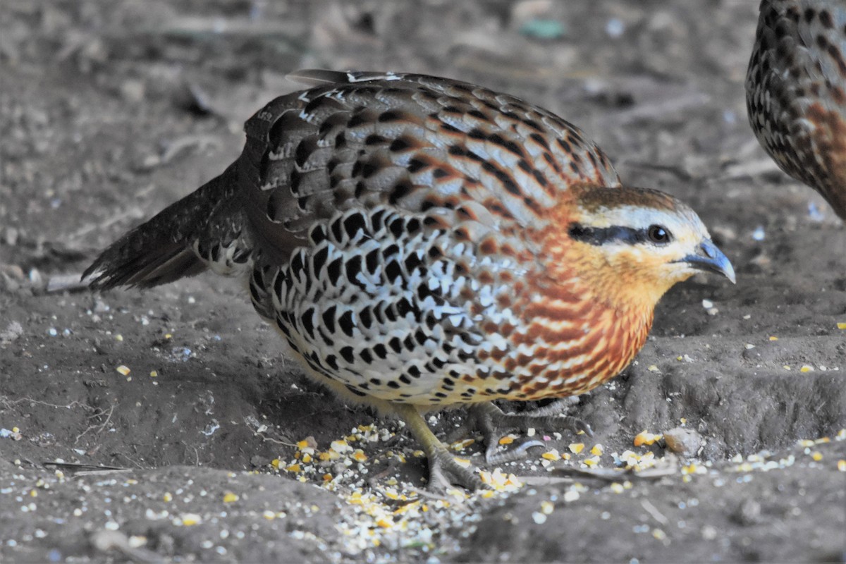 Mountain Bamboo-Partridge - Steve Bale