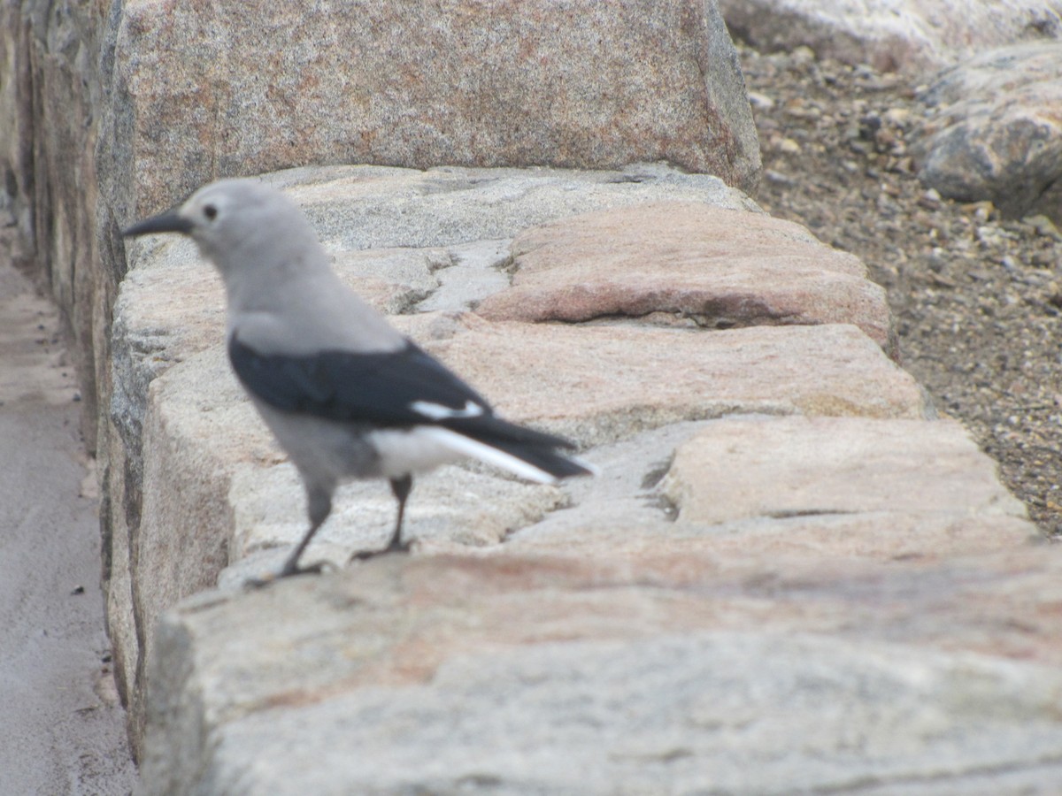 Clark's Nutcracker - ML137039401