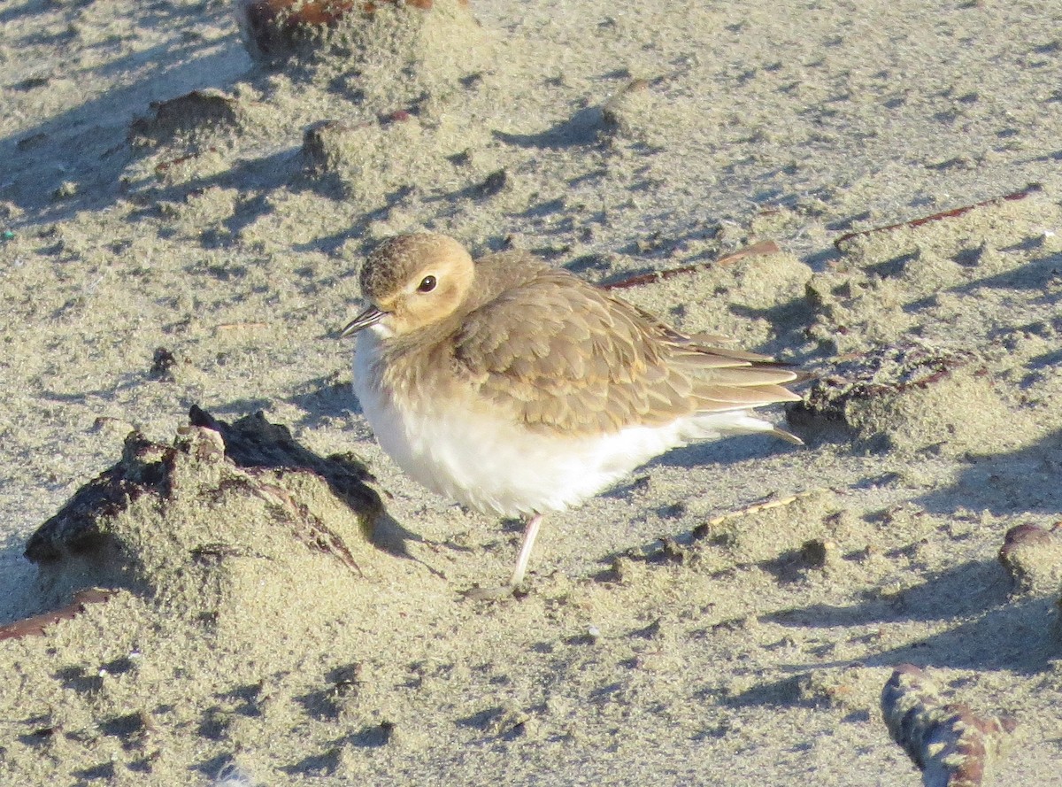 Mountain Plover - ML137043561