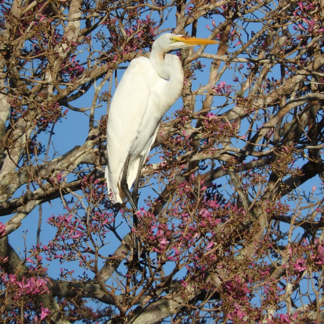 Great Egret - ML137043921