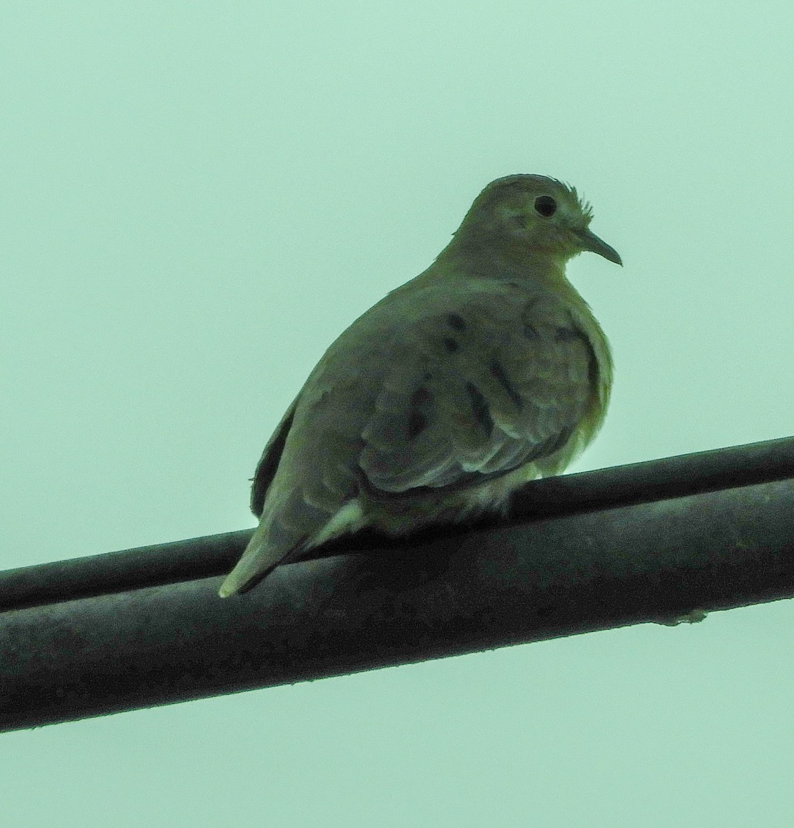 Plain-breasted Ground Dove - ML137044121