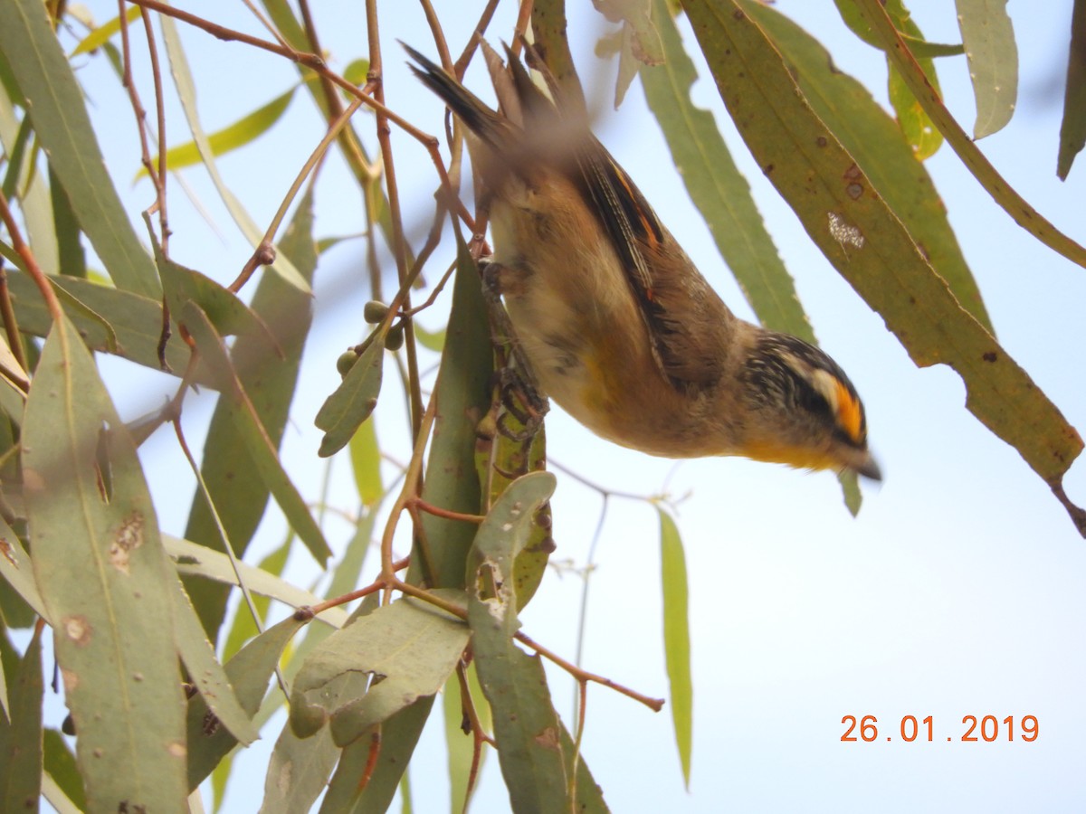 Striated Pardalote - ML137044201