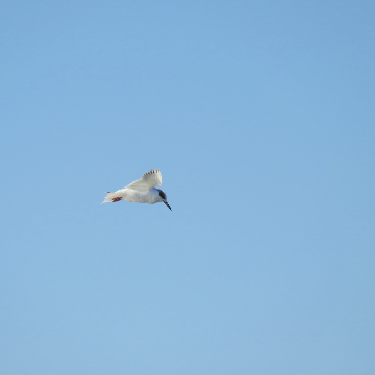 Forster's Tern - Diane Roberts