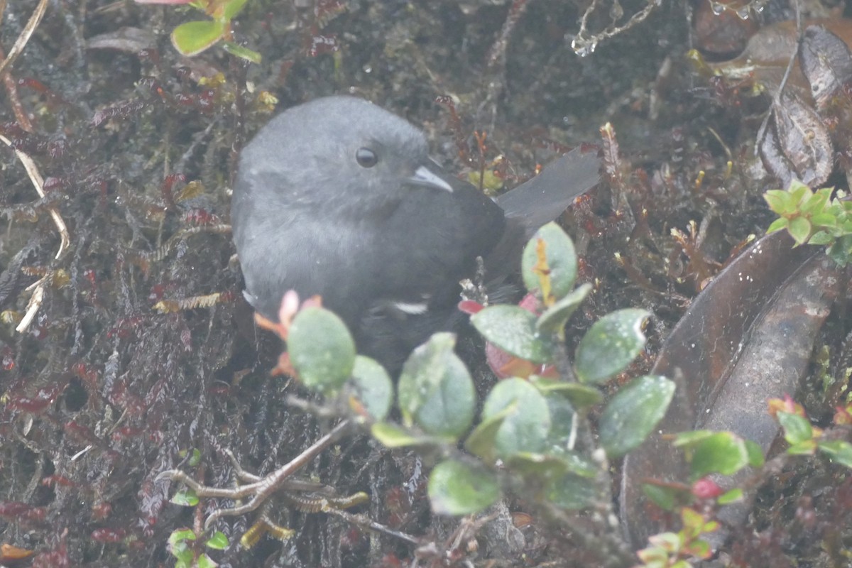 Loja Tapaculo - ML137045611