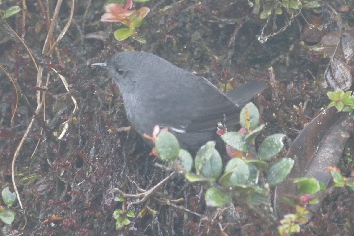 Loja Tapaculo - ML137045621