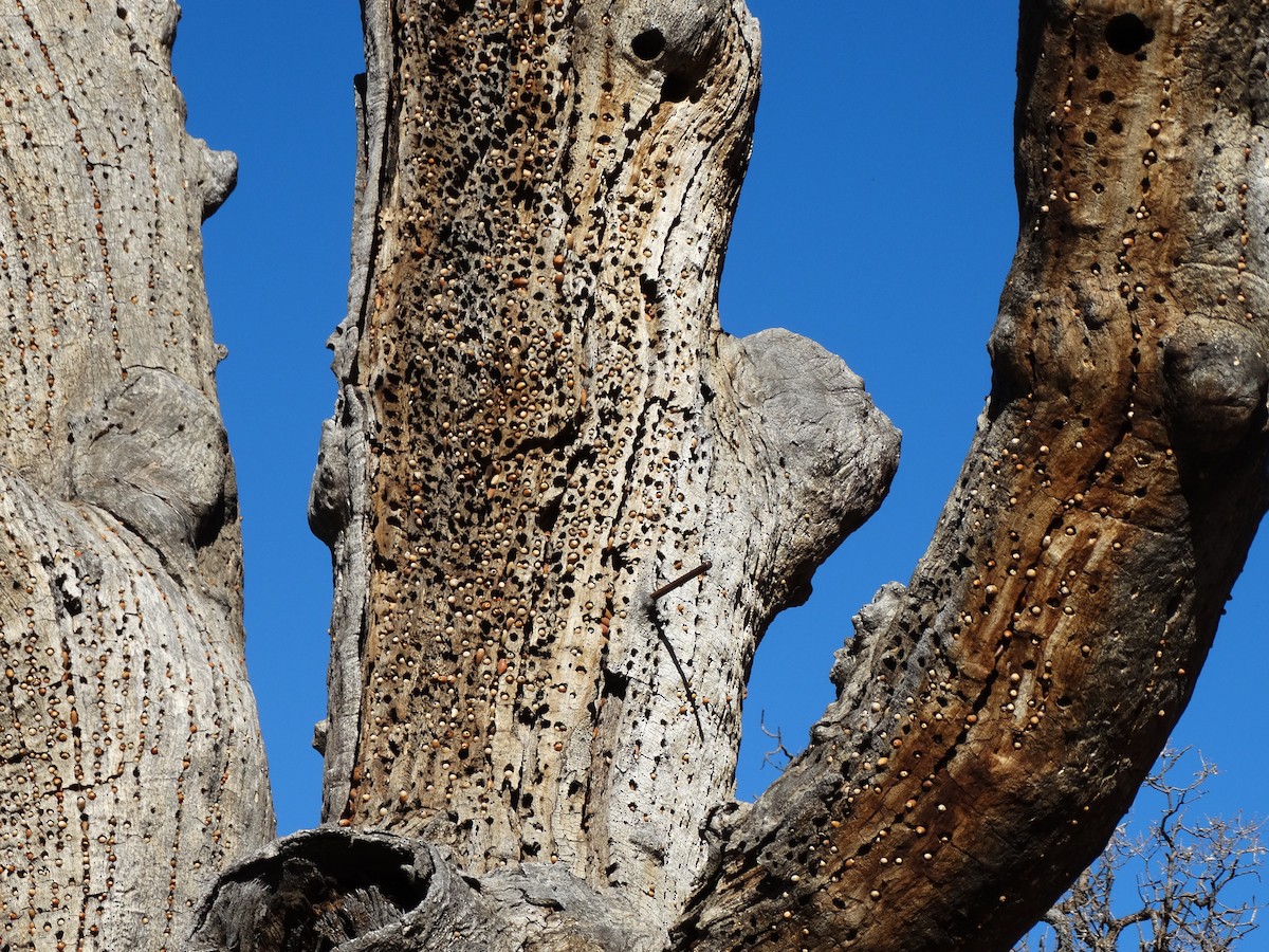 Acorn Woodpecker - ML137045871