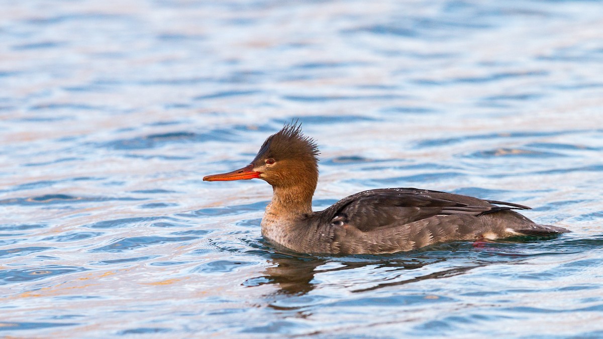 Red-breasted Merganser - ML137046651