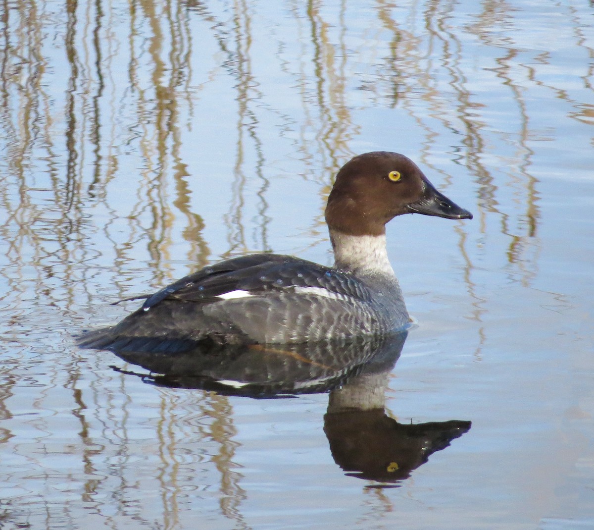 Common Goldeneye - ML137048851