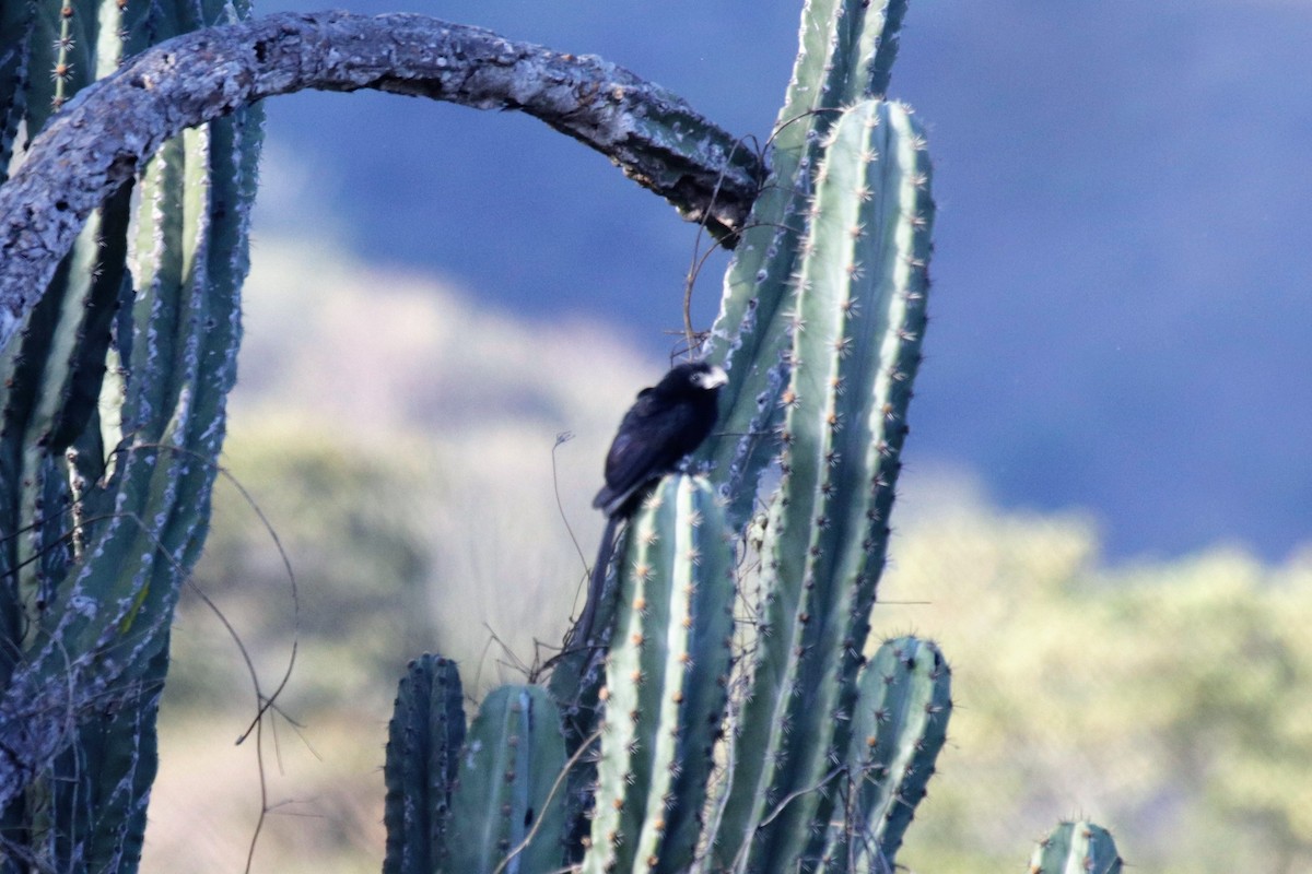 Groove-billed Ani - ML137050241