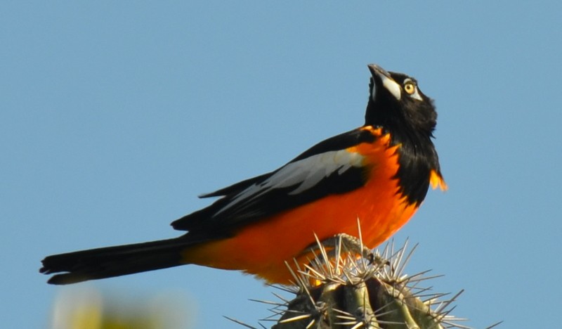 Oriole troupiale - ML137051911