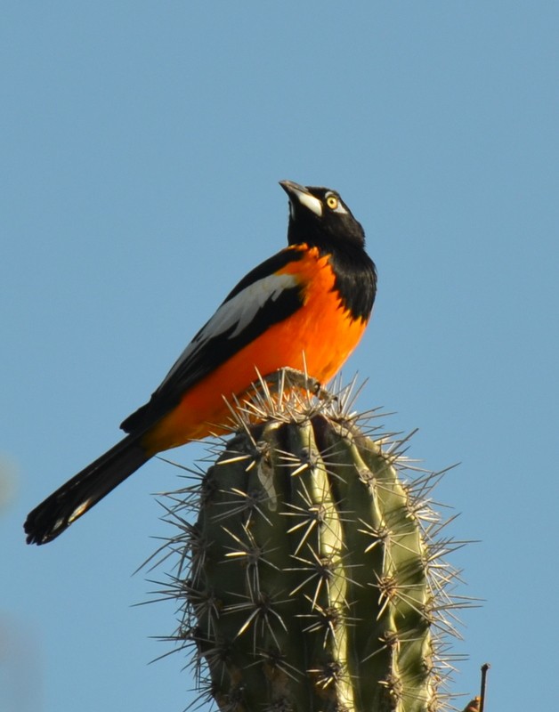 Venezuelan Troupial - ML137051931