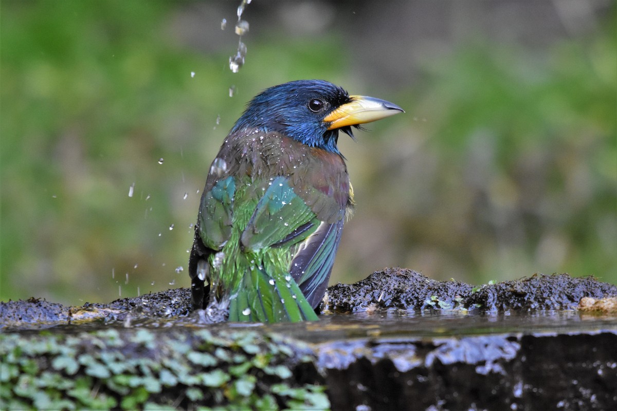 Great Barbet - Steve Bale