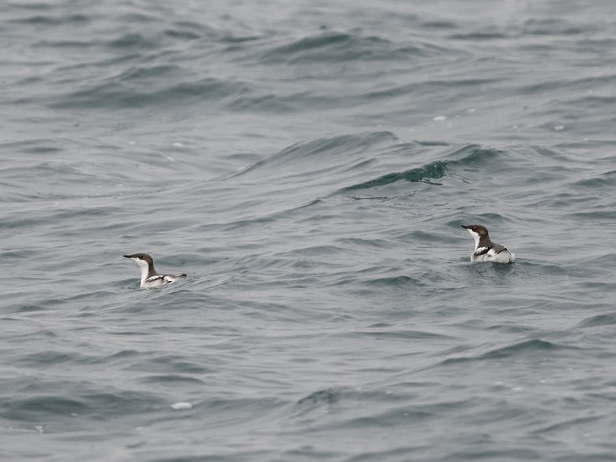 Long-billed Murrelet - ML137054161