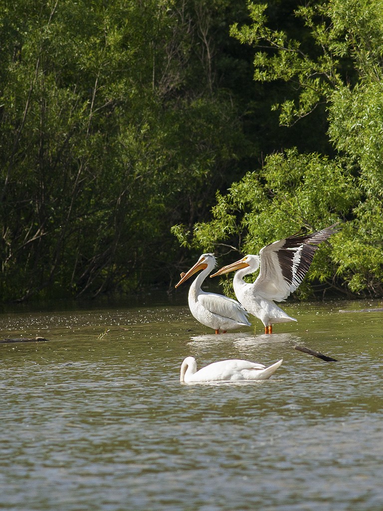 American White Pelican - ML137055971