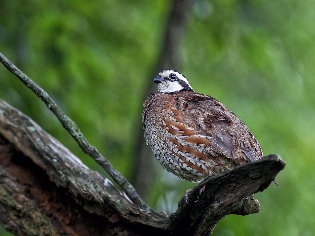 Northern Bobwhite - ML137056861