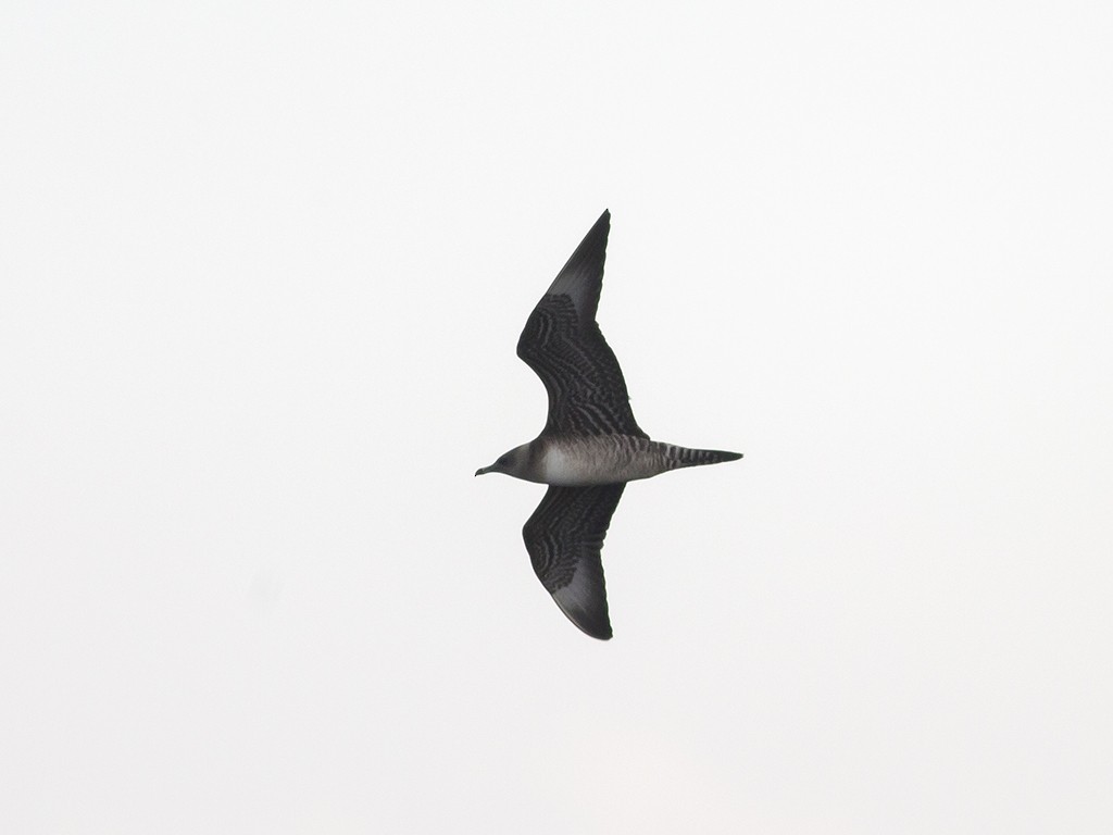 長尾賊鷗 - ML137057071