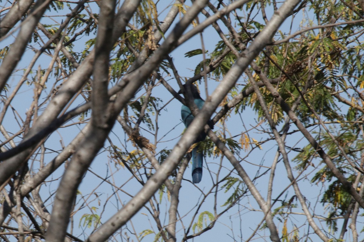 Bushy-crested Jay - ML137058301