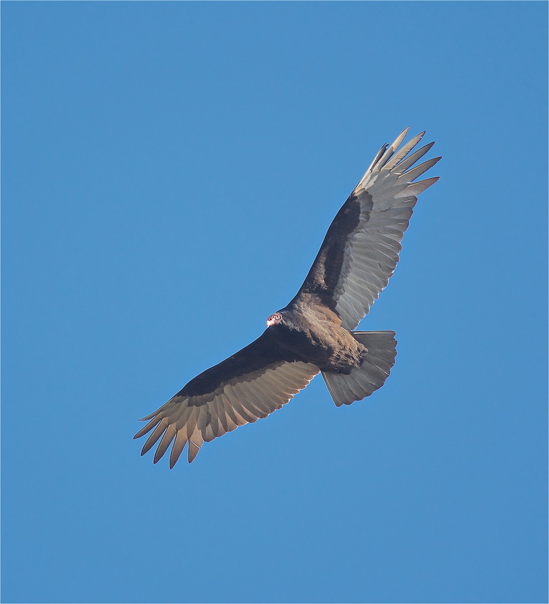 Turkey Vulture - ML137058351