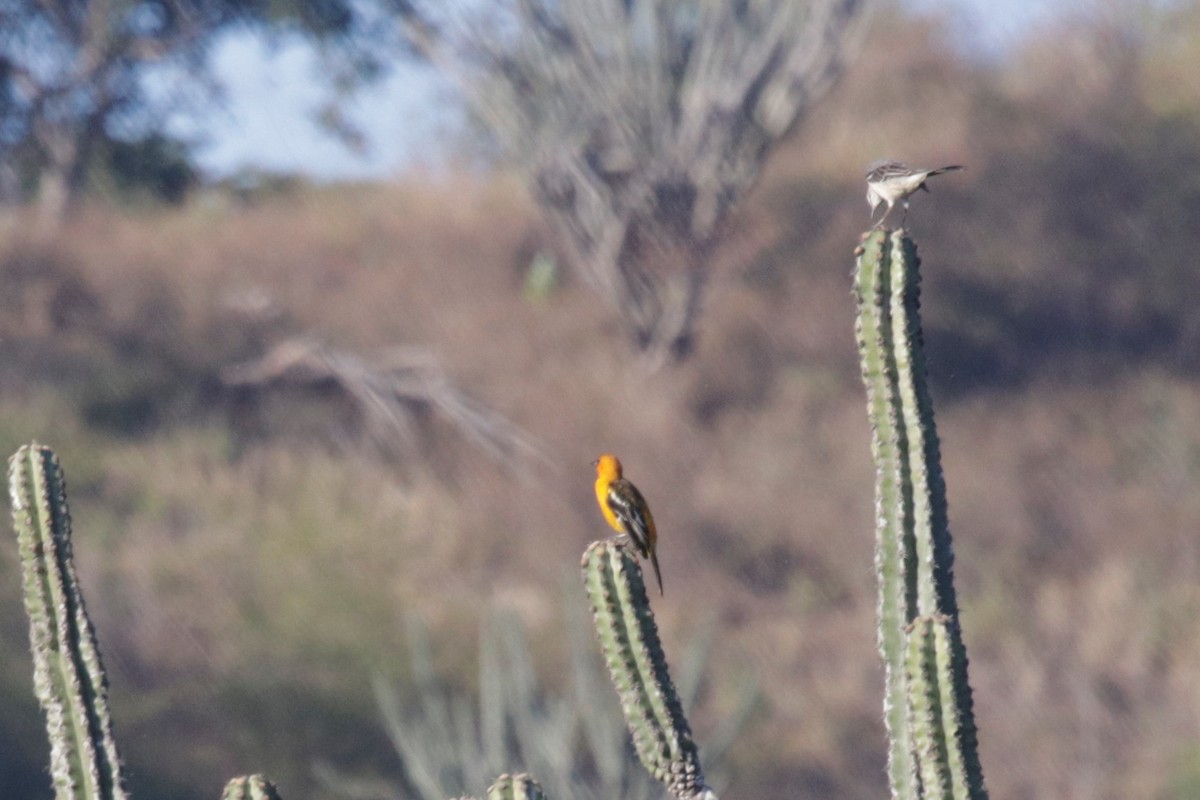 Altamira Oriole - ML137059011