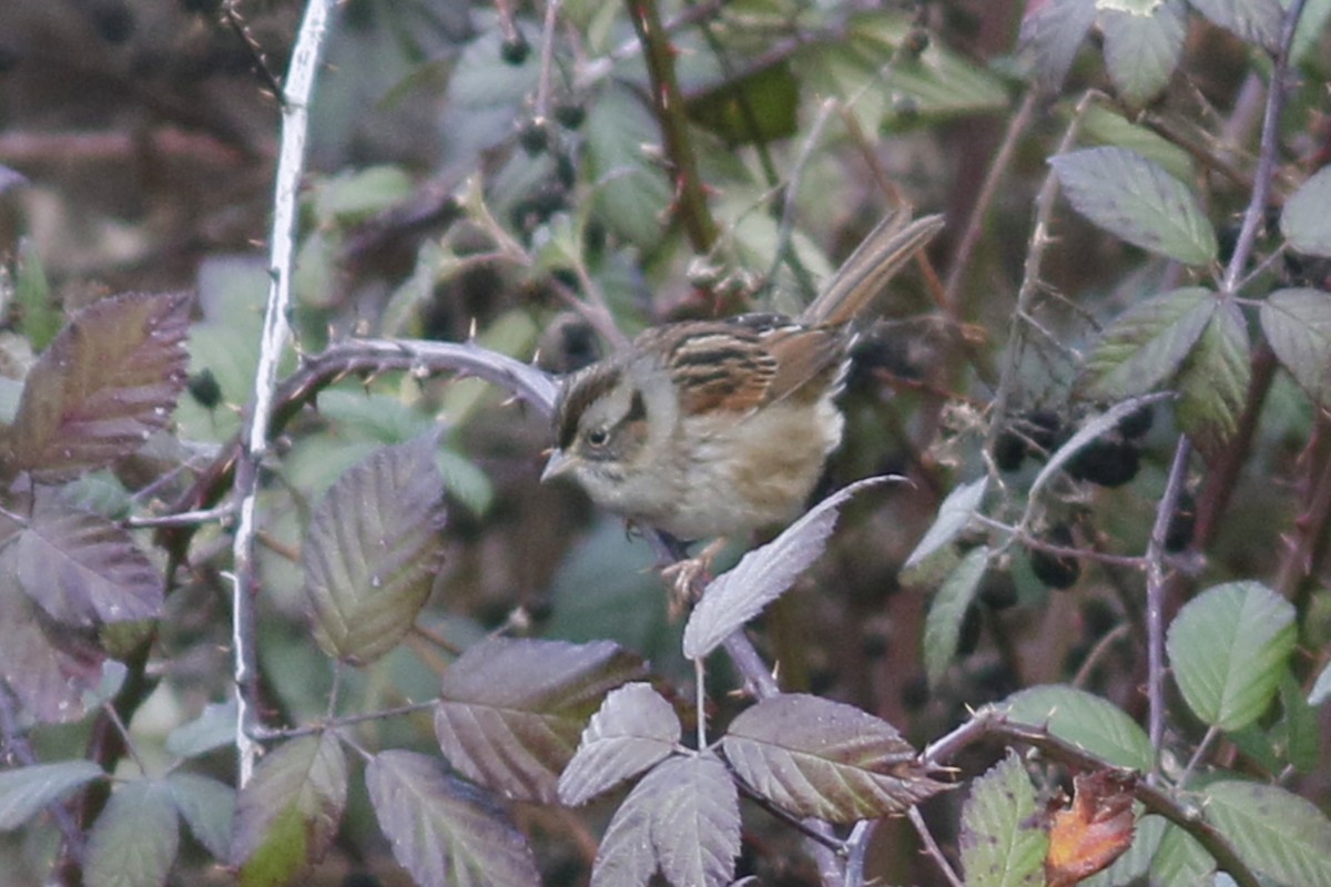 Swamp Sparrow - ML137061321