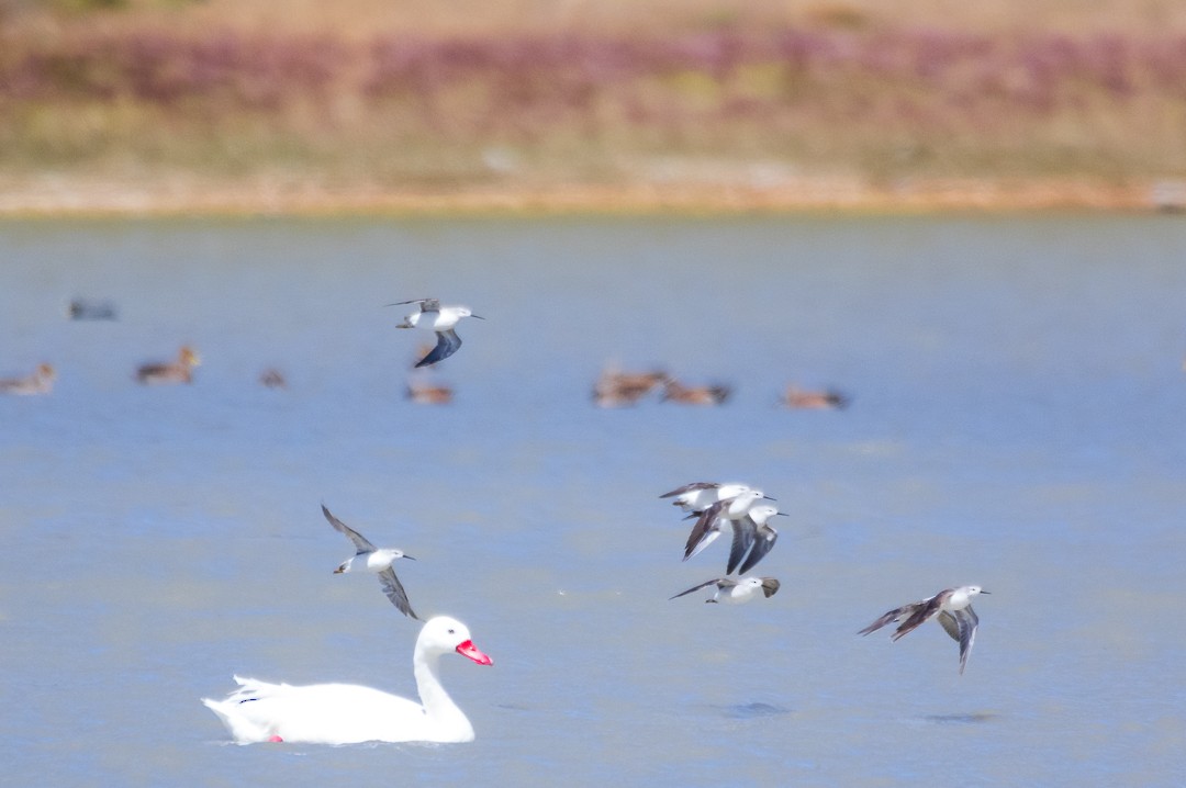 Phalarope de Wilson - ML137061411