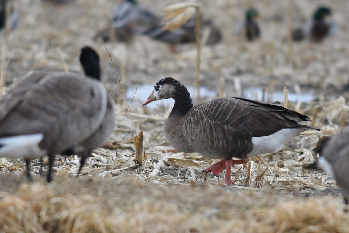 Graylag x Canada Goose (hybrid) - Jeremy Bensette
