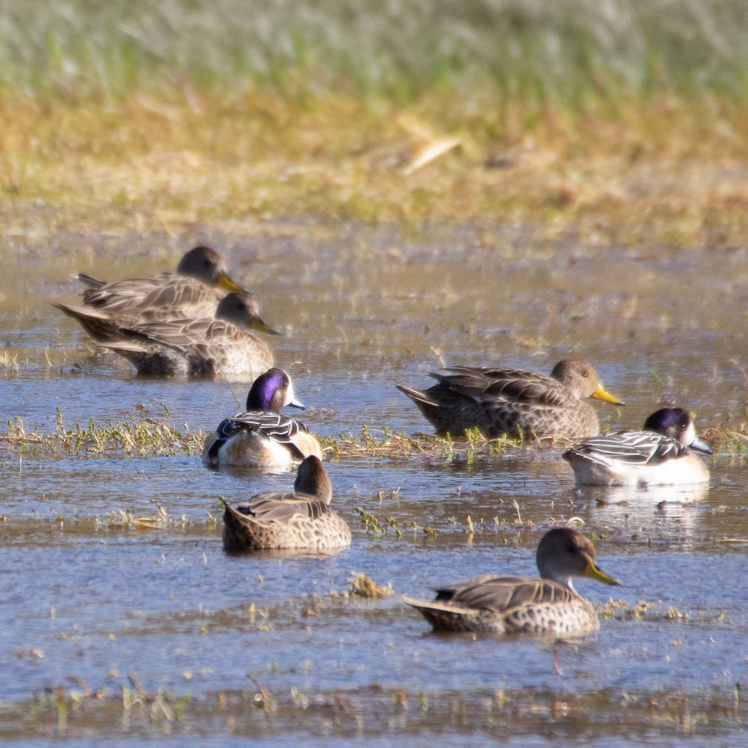 Yellow-billed Pintail - ML137063311