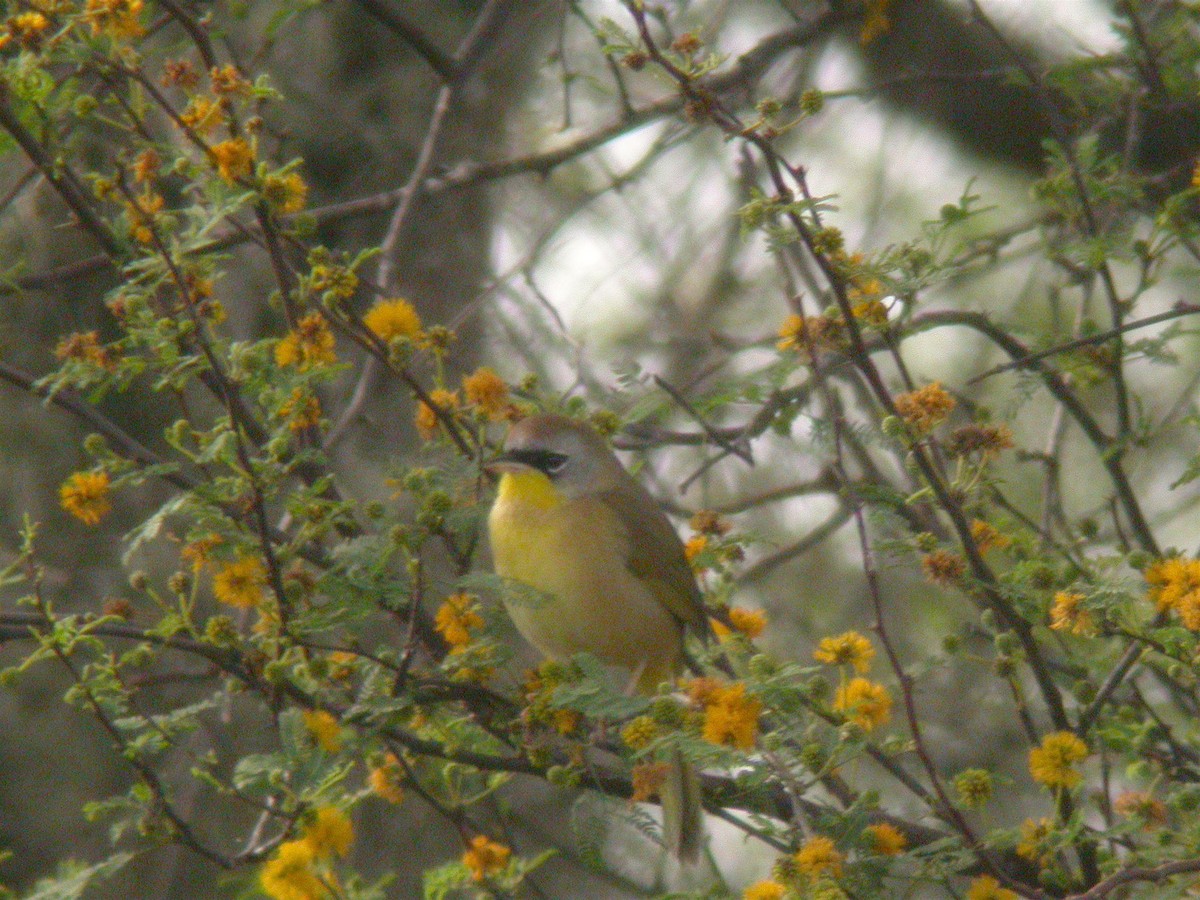 Gray-crowned x Common Yellowthroat (hybrid) - Michael O'Brien