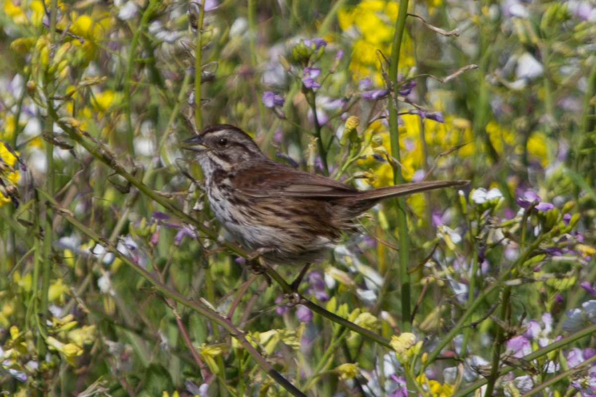 Song Sparrow - Lindy Fung