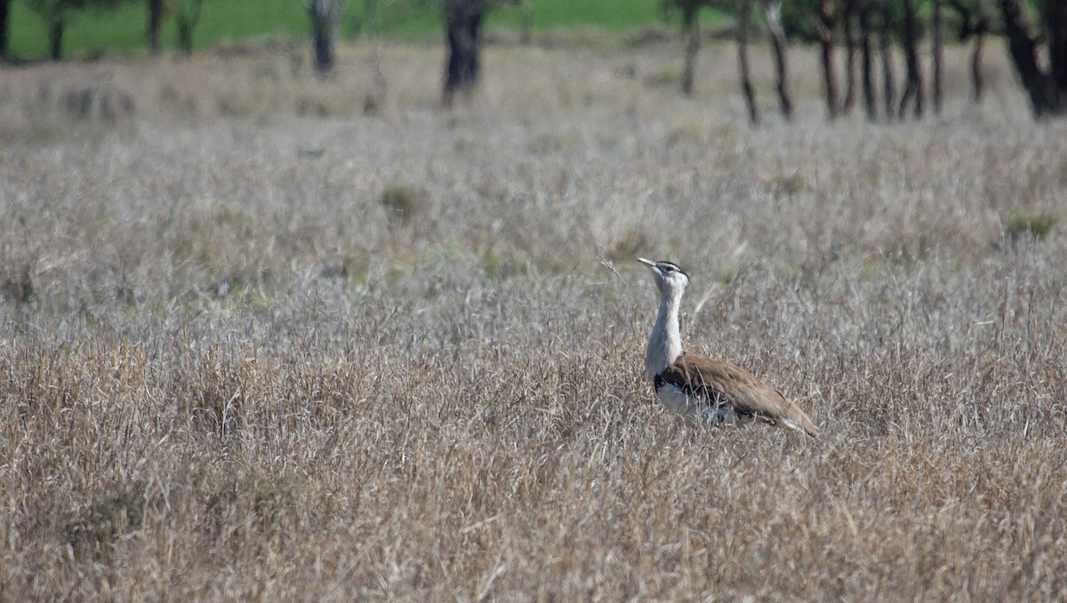 Australian Bustard - ML137067291