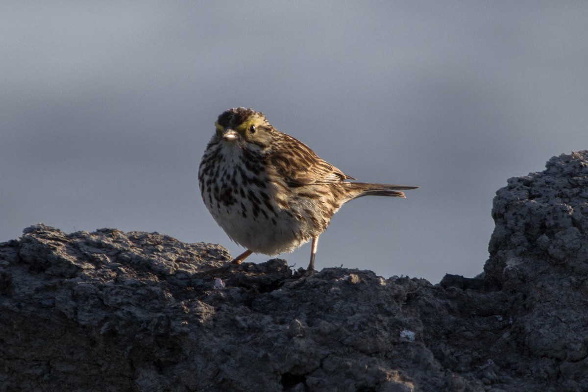 Savannah Sparrow - ML137067421