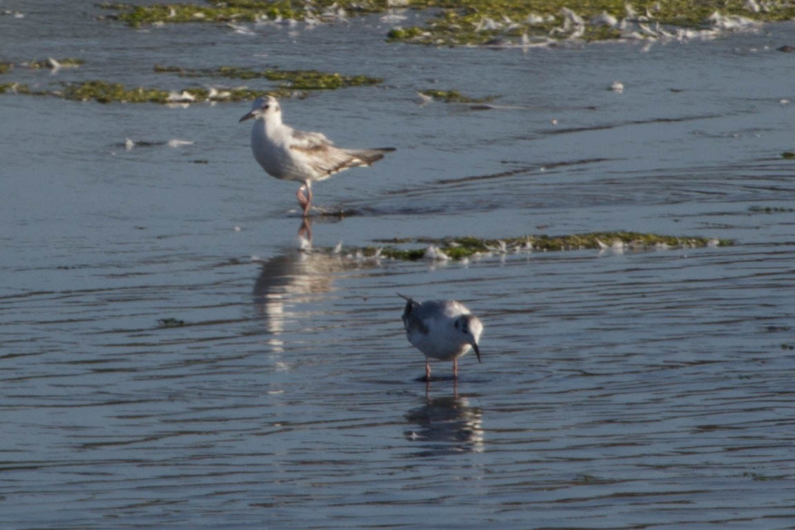 Bonaparte's Gull - Lindy Fung