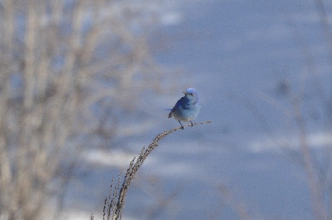 Mountain Bluebird - Reid Hildebrandt
