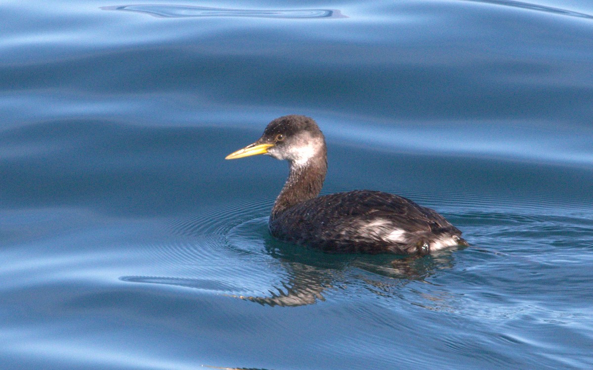 Red-necked Grebe - Joel Barrett