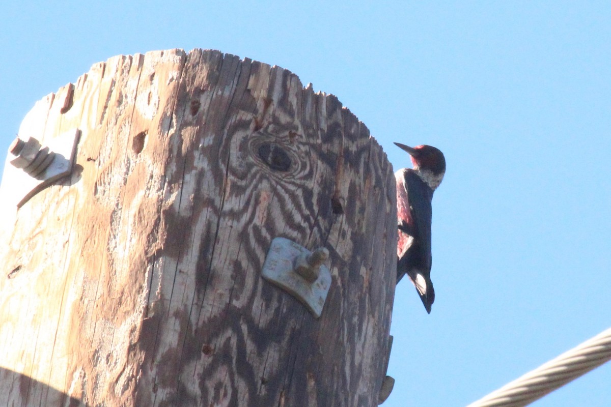 Lewis's Woodpecker - Oscar Moss