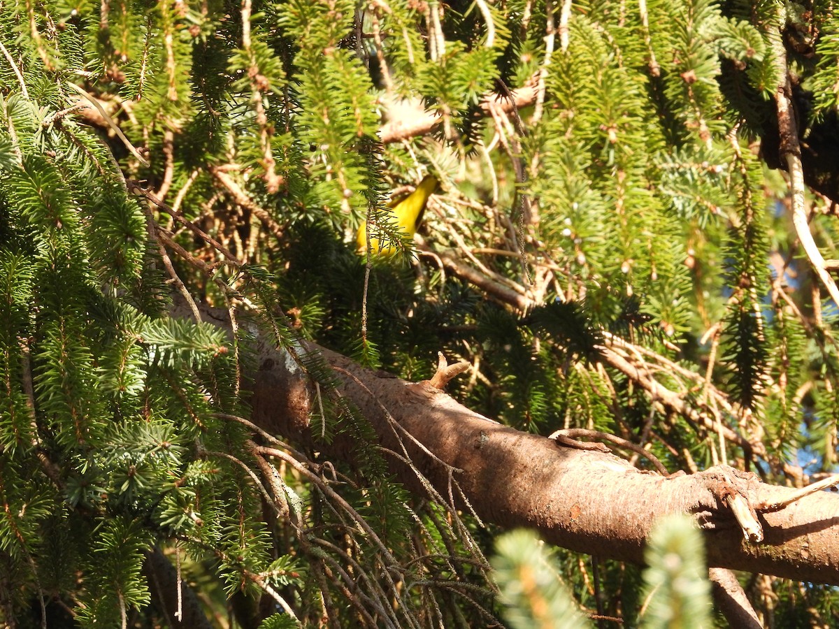 Yellow Warbler - Colby Neuman